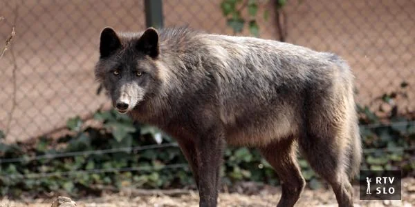 Ljubljanski zoološki vrt čeka desetogodišnju obnovu