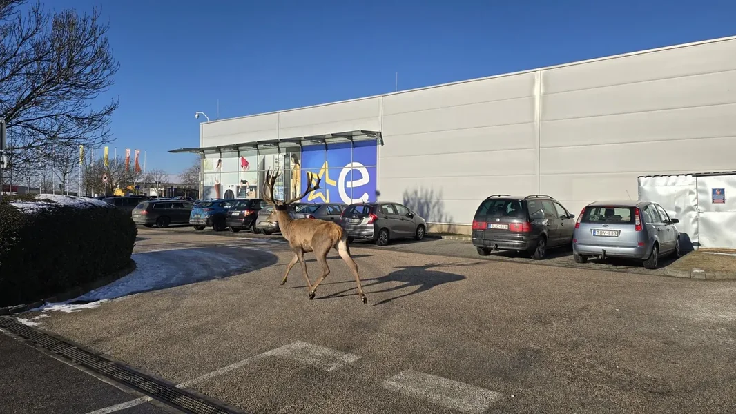 Šokirani Esztergomčani od onoga što su videli na parkingu tržnog centra - ORIGO