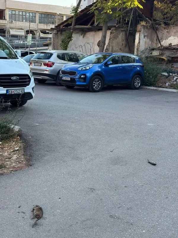 Mrtvi glodari na parkingu pored Pestalozzi
