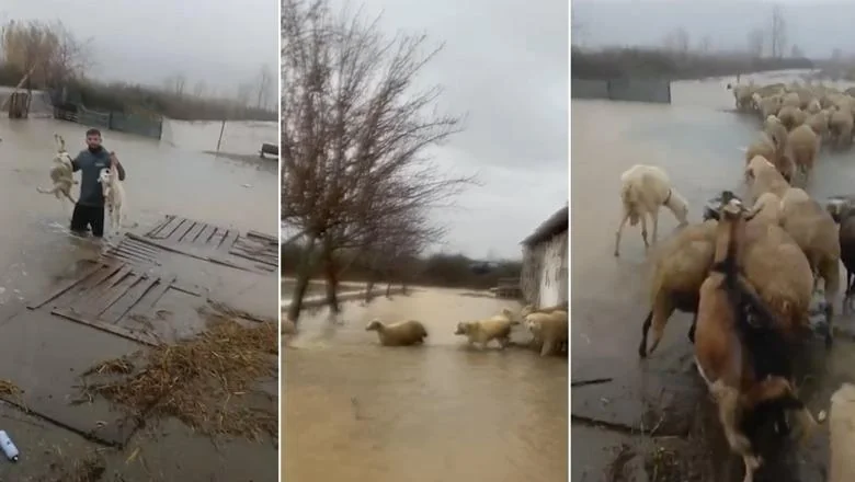 Loše vreme / Preti poplava, farmer u Zadrimë iznosi ovce iz staje (VIDEO)
