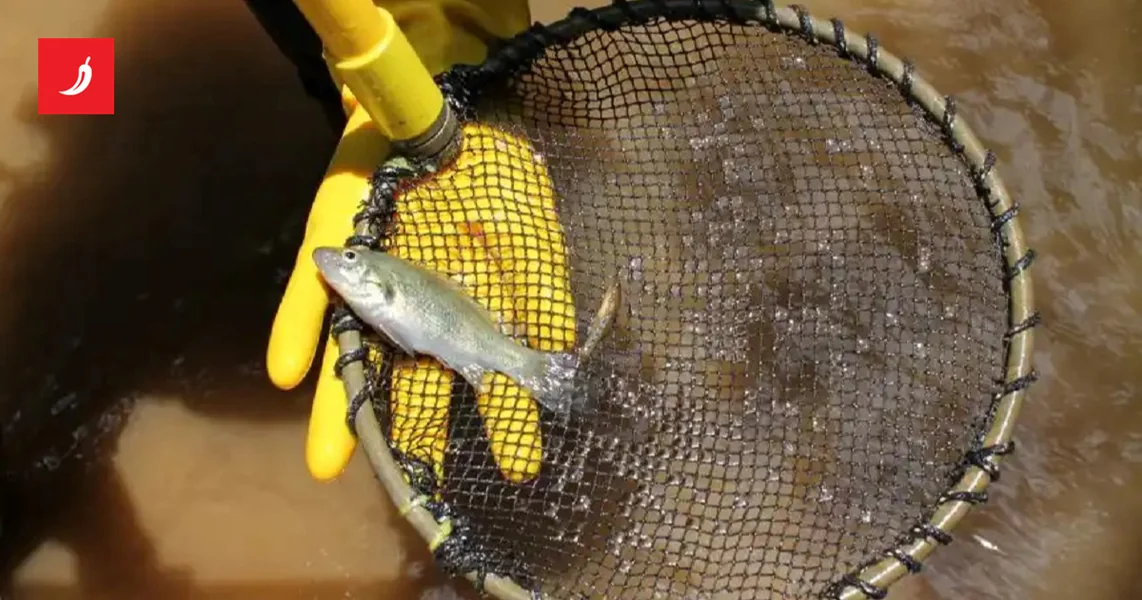 Drevna australijska riba skrivena milijunima godina sada je pred izumiranjem