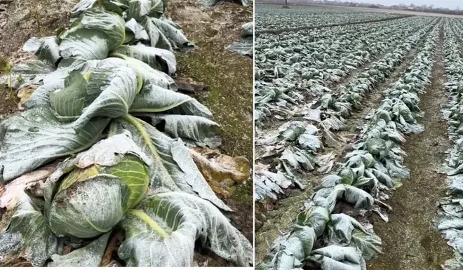 Jedan farmer iz Satu Marea nudi besplatno kupus sa polja: 'Može da dođe da bere koliko želi'
