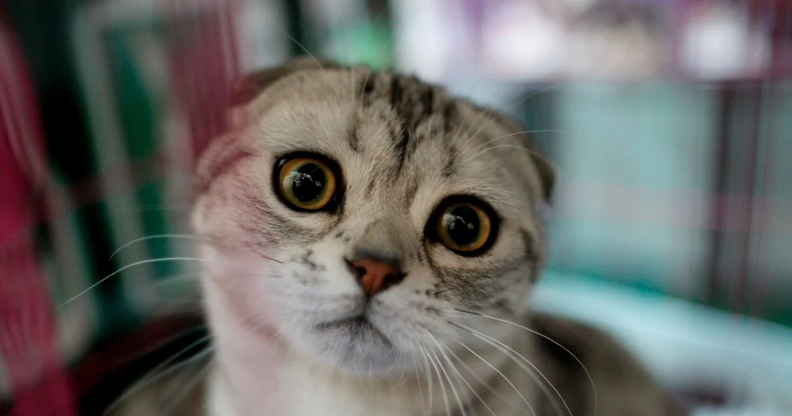 Dve popularne rase mačaka zabranjene u Holandiji od početka ove godine.