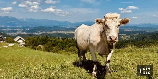 Krave se vraćaju u dolinu, Bohinj slavi: vreme je za kravji bal