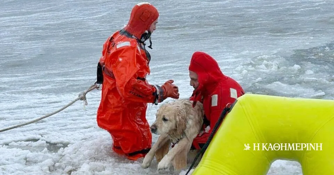 Rod Ajlend: Srećan završetak novogodišnje avanture jednog labradora – Najkul pas