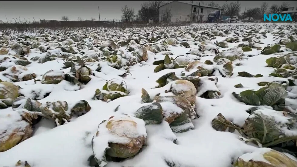 Absurd u Kneži: Zemljoradnik zakopa 50 tona zelja zbog niskih otkupnih cena