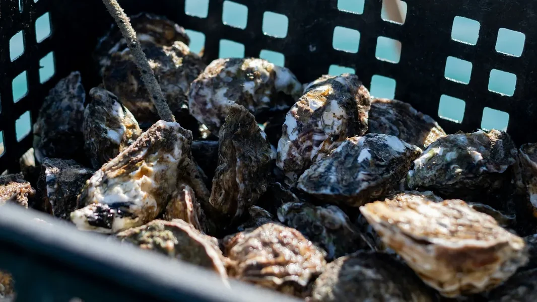 Uznemirujuće vesti iz Hirošime, Hervis napušta Mađarsku – najčitanije ekonomske vesti novembra – ORIGO