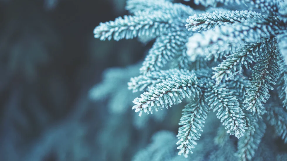 Hladnoća i temperaturne anomalije do kraja januara