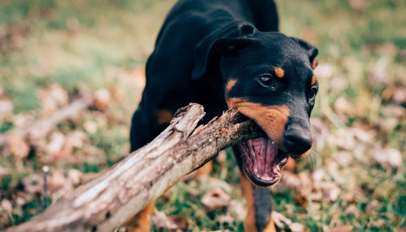 Fthiotida: Pas je ugrizao ženu – Odsekao joj dva prsta – Documento