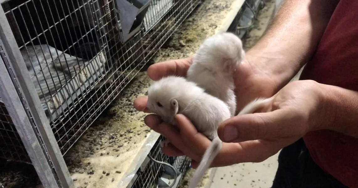 Zakonodavni projekat AUR koji predviđa očuvanje farmi na kojima se ubijaju nurke i šinšile radi krzna, na korak od usvajanja